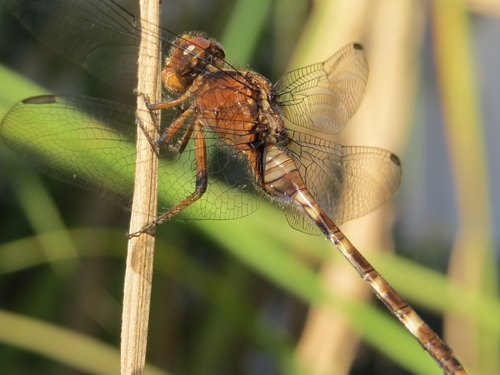 Pin-tailed Pondhawk