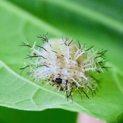 Epilachna tredecimnotata