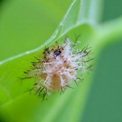 Epilachna tredecimnotata