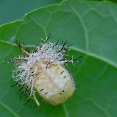 Epilachna tredecimnotata