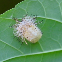 Epilachna tredecimnotata