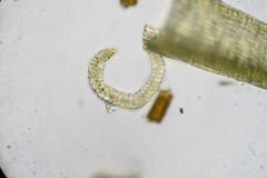 Paraleucobryum enerve