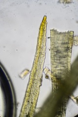 Paraleucobryum enerve