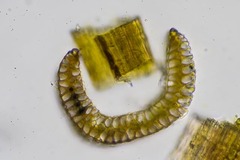 Paraleucobryum enerve