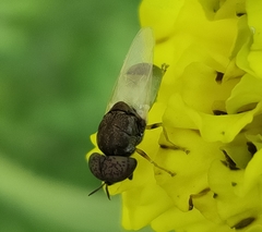 Oplodontha rubrithorax