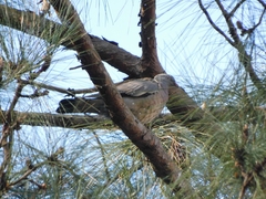 Columba palumbus casiotis