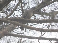 Columba palumbus casiotis