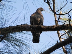 Columba palumbus casiotis