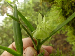 Epidendrum scharfii