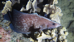 Rypticus saponaceus