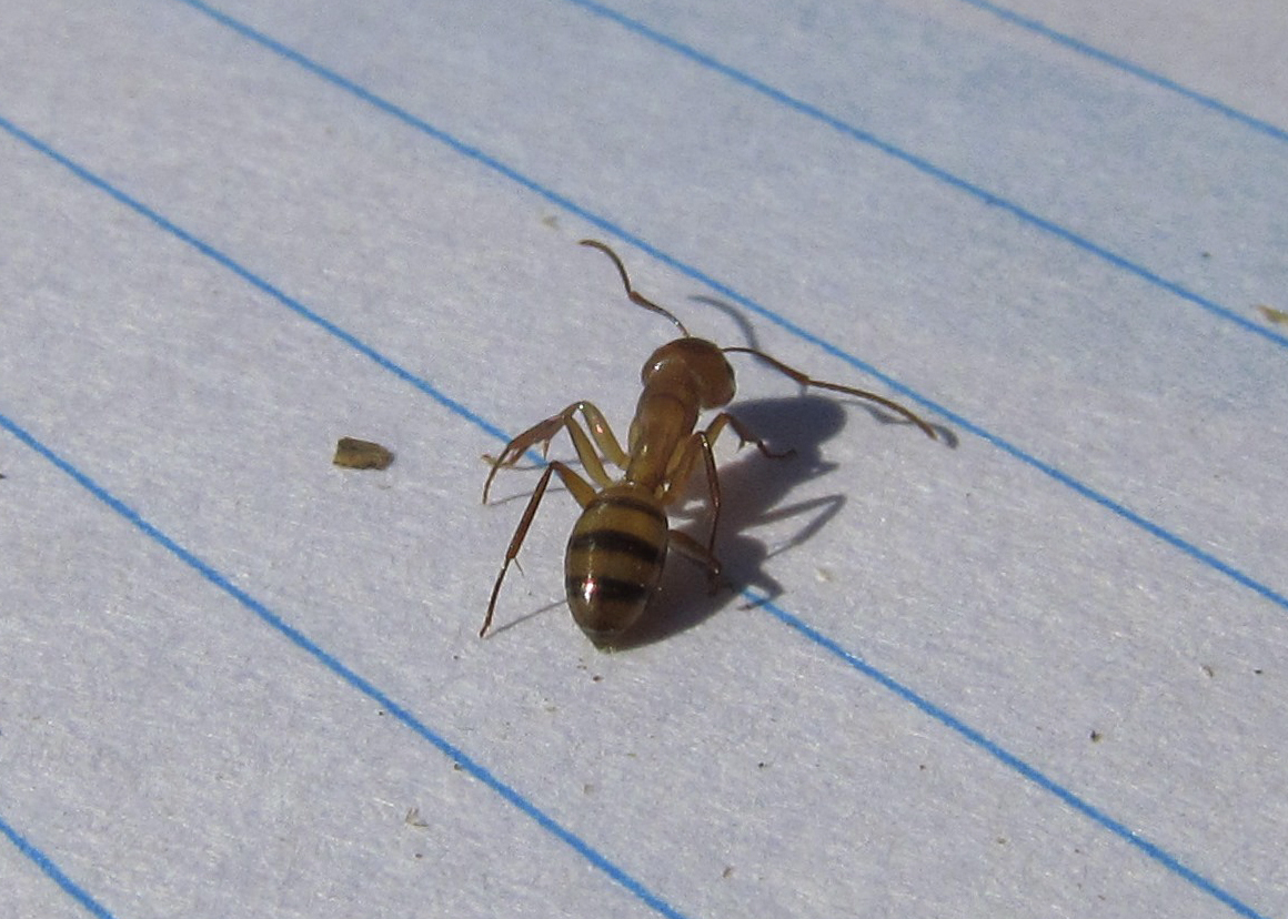 Camponotus bonariensis