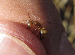 Camponotus bonariensis
