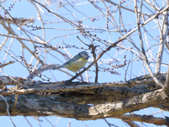 Cyanistes caeruleus