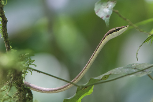 Striped Vine Snake, Oxybelis vittatus