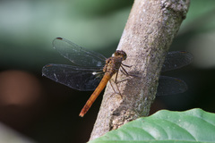 Rhodopygia hinei