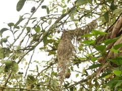 Todirostrum cinereum