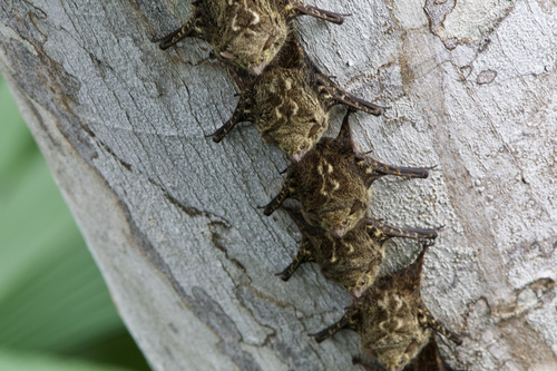 Proboscis Bat