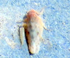 Neoaliturus tenellus