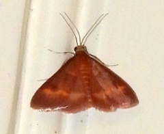 Pyrausta pseuderosnealis