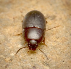 Gondwanocrypticus platensis