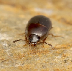 Gondwanocrypticus platensis