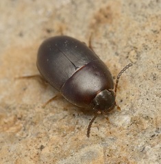 Gondwanocrypticus platensis