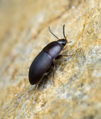 Gondwanocrypticus platensis