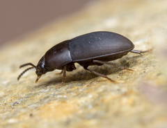 Gondwanocrypticus platensis