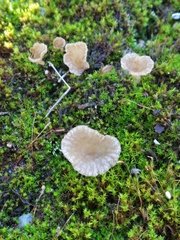 Arrhenia rickenii