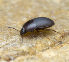 Gondwanocrypticus platensis