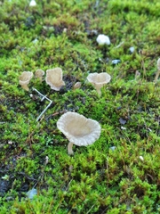 Arrhenia rickenii