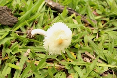 Agaricales