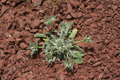 Eryngium ilicifolium image