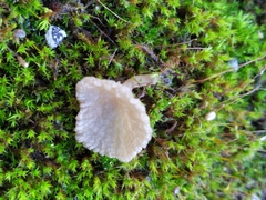 Arrhenia rickenii