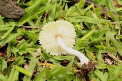Agaricales