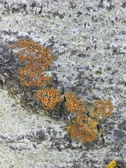 Caloplaca pyracea image