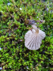 Arrhenia rickenii