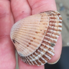 Lunarca ovalis