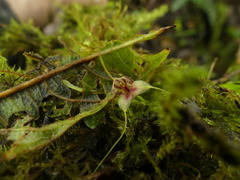 Masdevallia nidifica