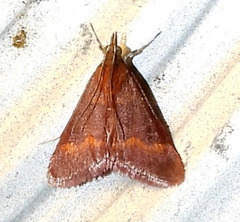 Pyrausta pseuderosnealis