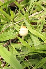 Agaricales