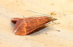 Pyrausta pseuderosnealis