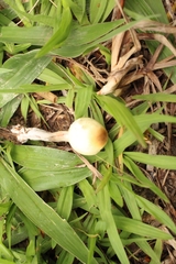 Agaricales