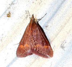 Pyrausta pseuderosnealis