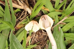 Agaricales