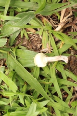 Agaricales