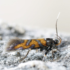 Aristotelia baltica