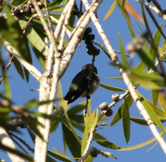 Mellisuga minima