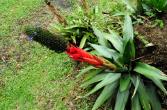 Aechmea ornata