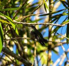 Mellisuga minima